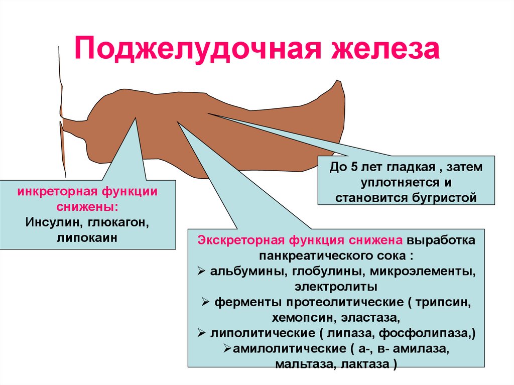 Афо поджелудочной железы презентация