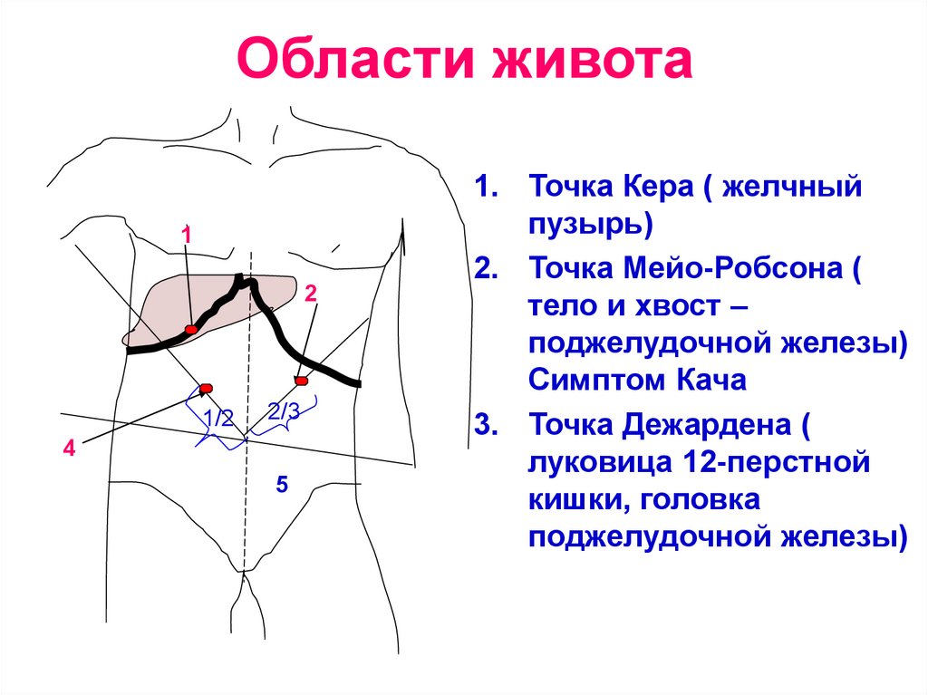 Нижняя область живота