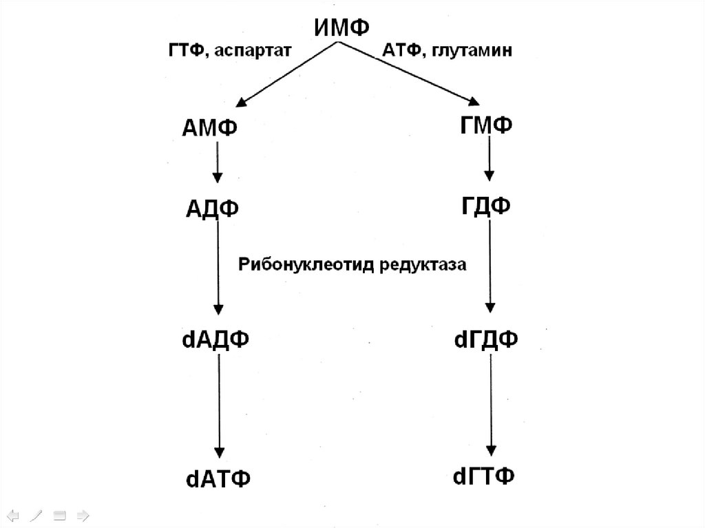 Схема гидролиза нуклеопротеинов биохимия