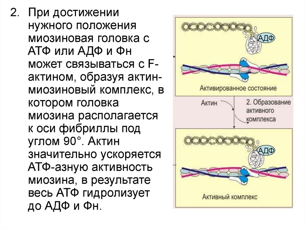 Актин ткань. АТФ И актин миозиновый комплекс. Актин миозиновый комплекс ферментативная активность. Строение миозина биохимия. Актин миозин биохимия.