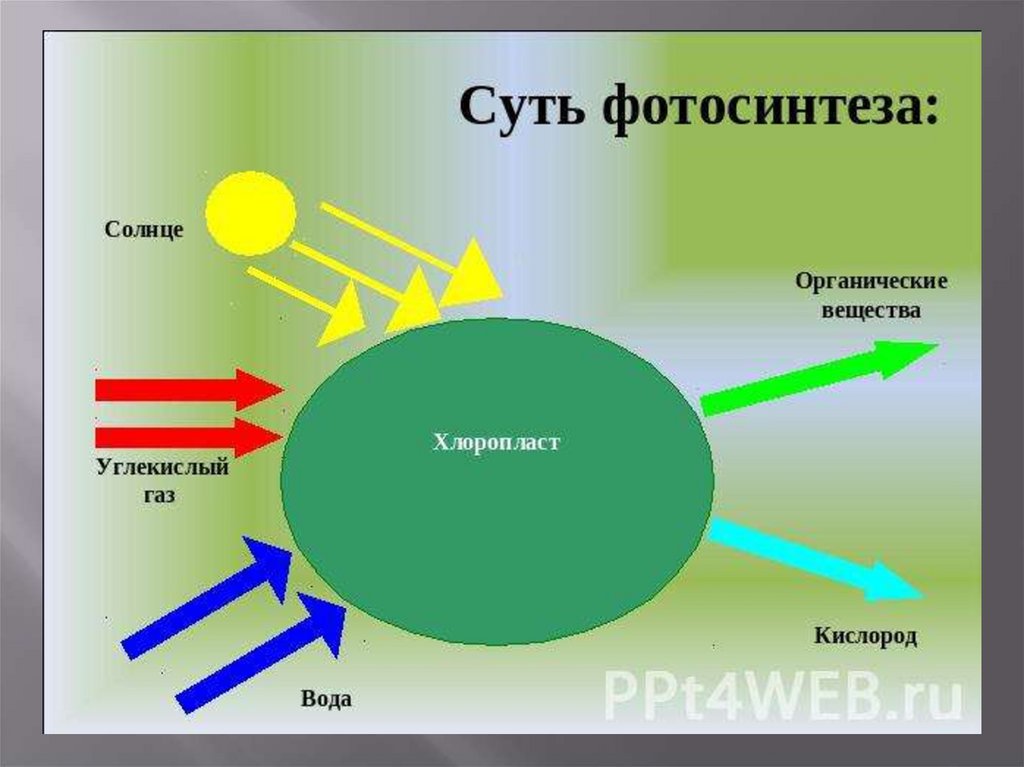 Значение фотосинтеза схема