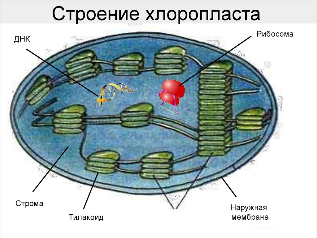 Хлоропласт на рисунке