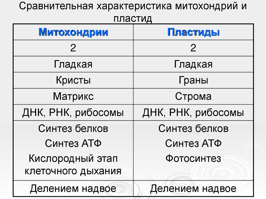 Особенности строения митохондрий и пластид