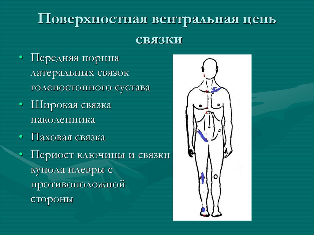 Вентральный это. Глубинная вентральная цепь. Вентральная сторона тела. Поверхностная дорзальная цепь. Вентральный это в анатомии.