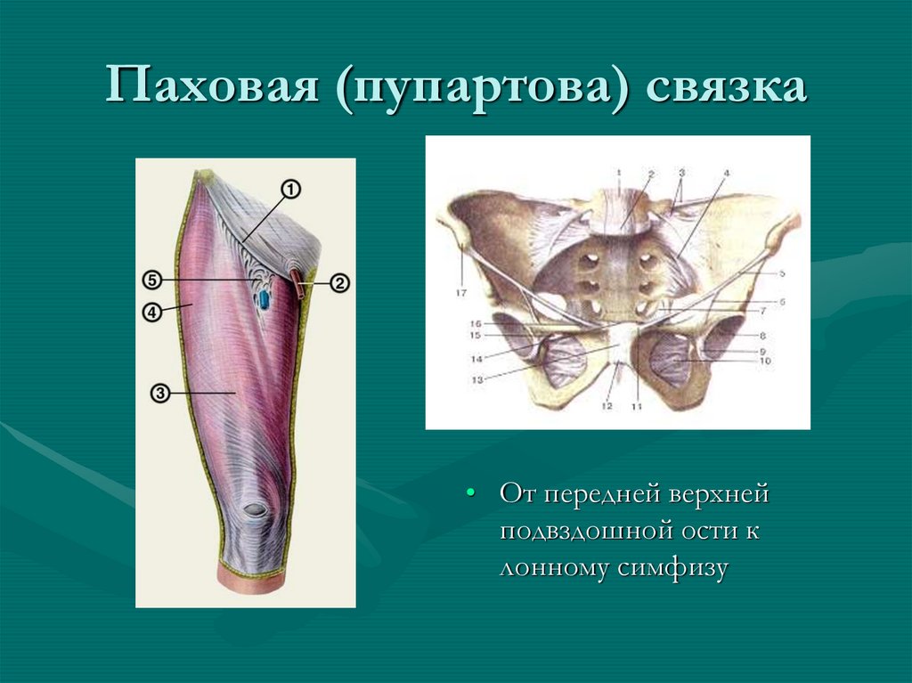 Пупартова связка анатомия