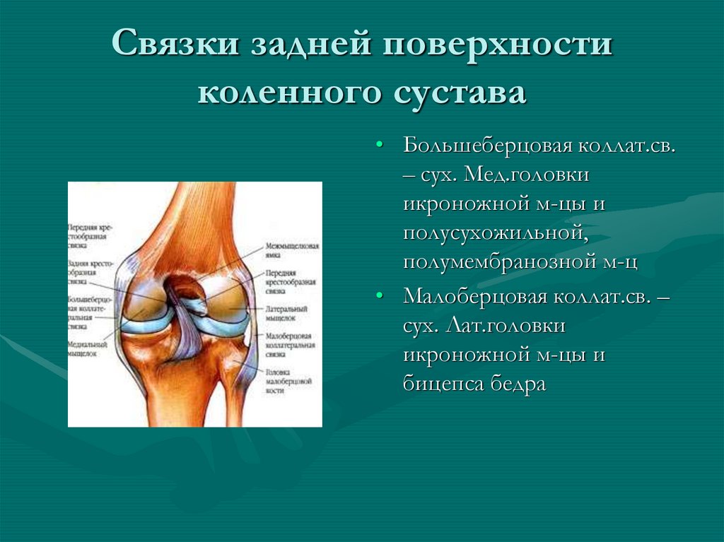 Какие связки. Связочный аппарат коленного сустава анатомия. Связки коленного сустава сзади. Капсульно-связочный аппарат коленного сустава. Связки и сухожилия коленного сустава вид сзади.