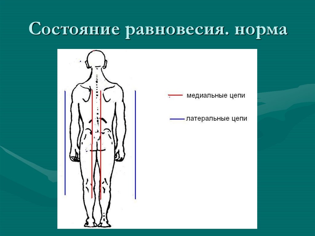 Вентральный это. Глубинная вентральная цепь. Вентральная сторона тела. Поверхностная дорзальная цепь. Вентральный это в анатомии.