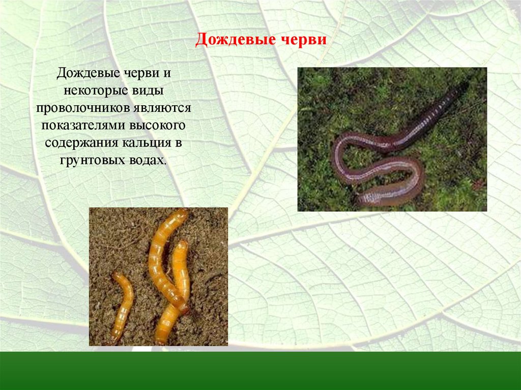Дождевой червь относится к группе. Дождевой червь среда обитания. Приспособления дождевого червя к жизни в почве. Приспособления червей к жизни в почве. Приспособления дождевого червя.