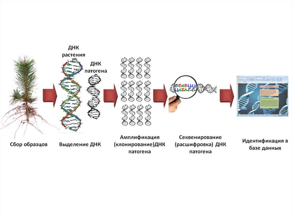 Наследственный материал растений. Схема химического секвенирования ДНК. Секвенирование биополимеров метод. ПЦР анализа растительной ДНК. Сиквенс генетика.