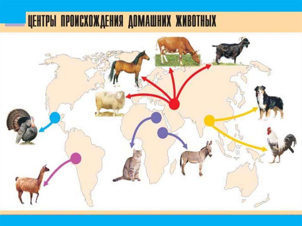 Селекция животных одомашнивание презентация