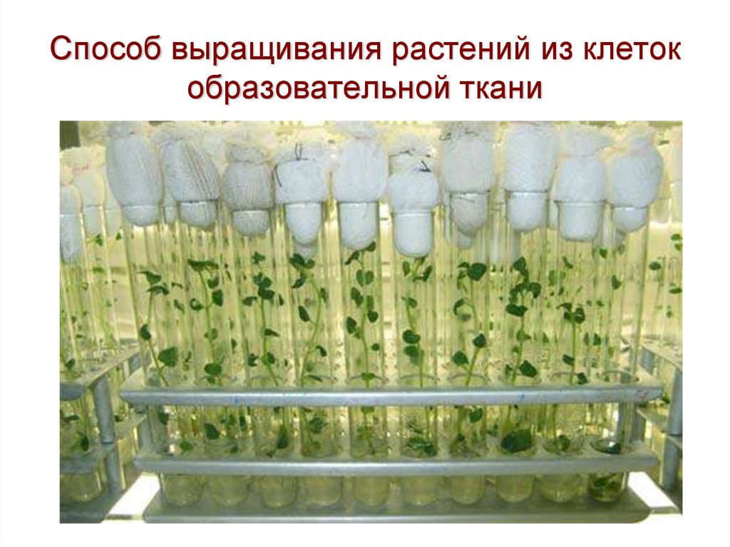 Растительная культура клеток. Микроклональное размножение картофеля. Лаборатория микроклональное размножение картофеля. Микроклональное размножение in vitro. Микроклональное размножение картофеля ин Витро.