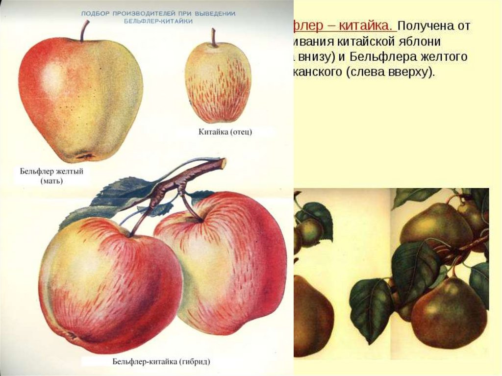 Методы селекции презентация 10 класс беляев