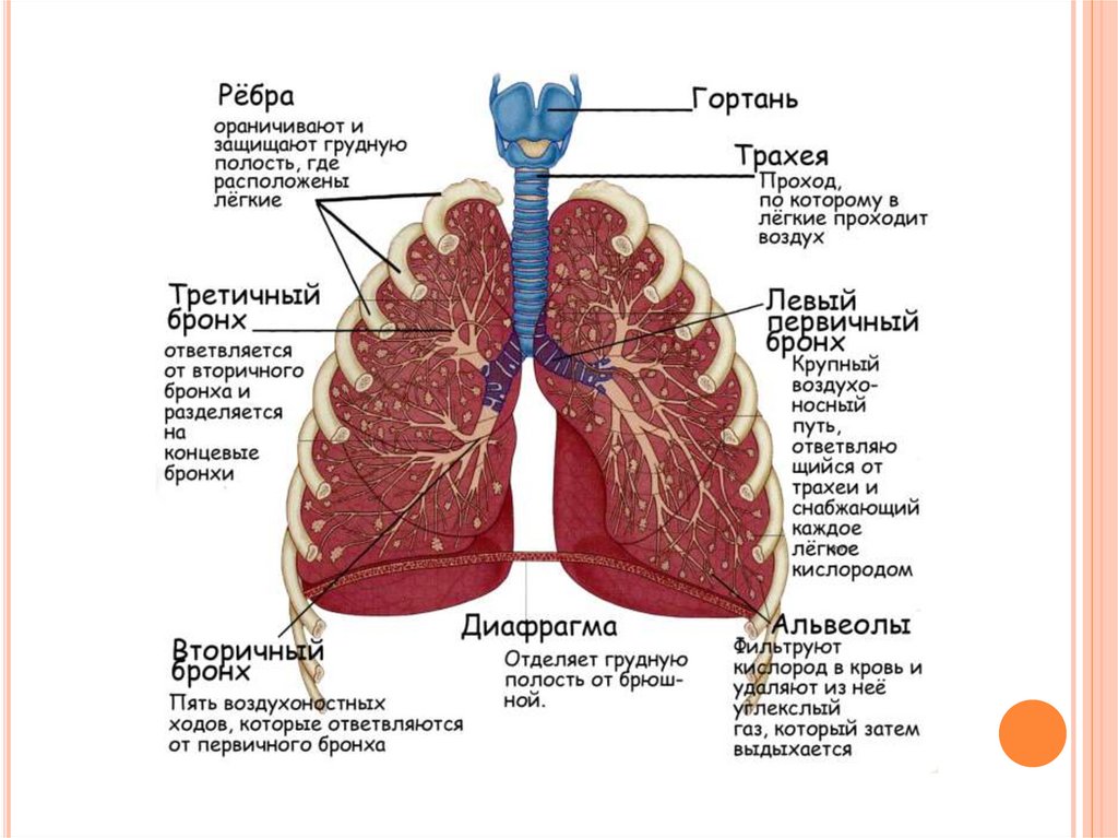 Где находятся бронхи. Бронхи и легкие расположение. Где бронхи и легкие.