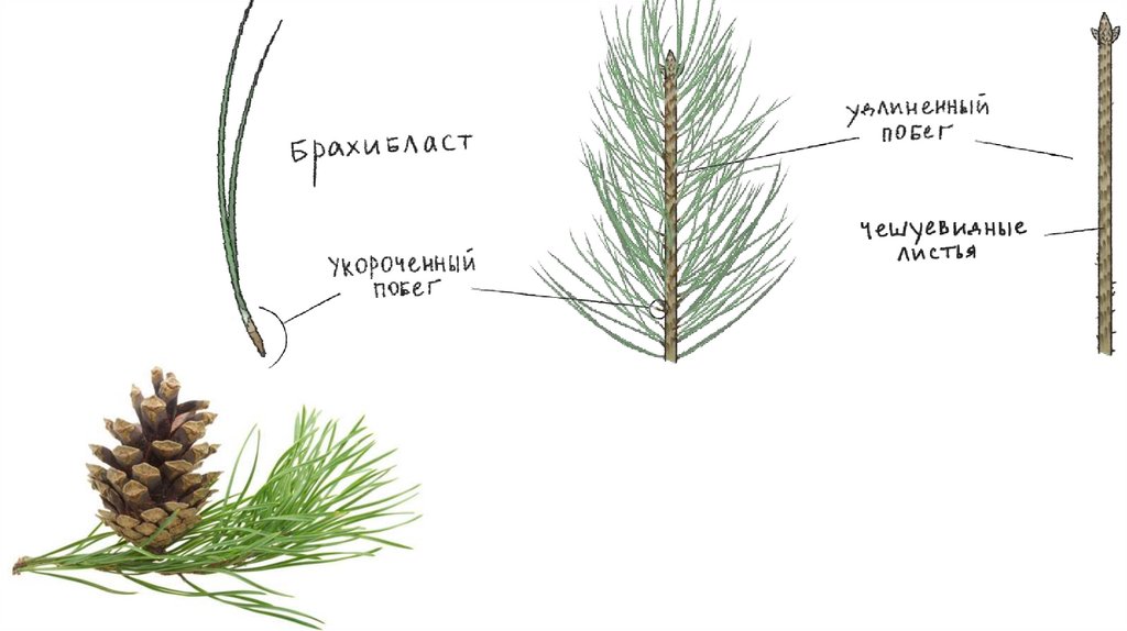 Побеги сосны применение. Деформация побегов сосны. Укороченный побег хвойных побег хвойных. Строение побега сосны ауксибласт брахибласт. Порядок сбора сосновых побегов.