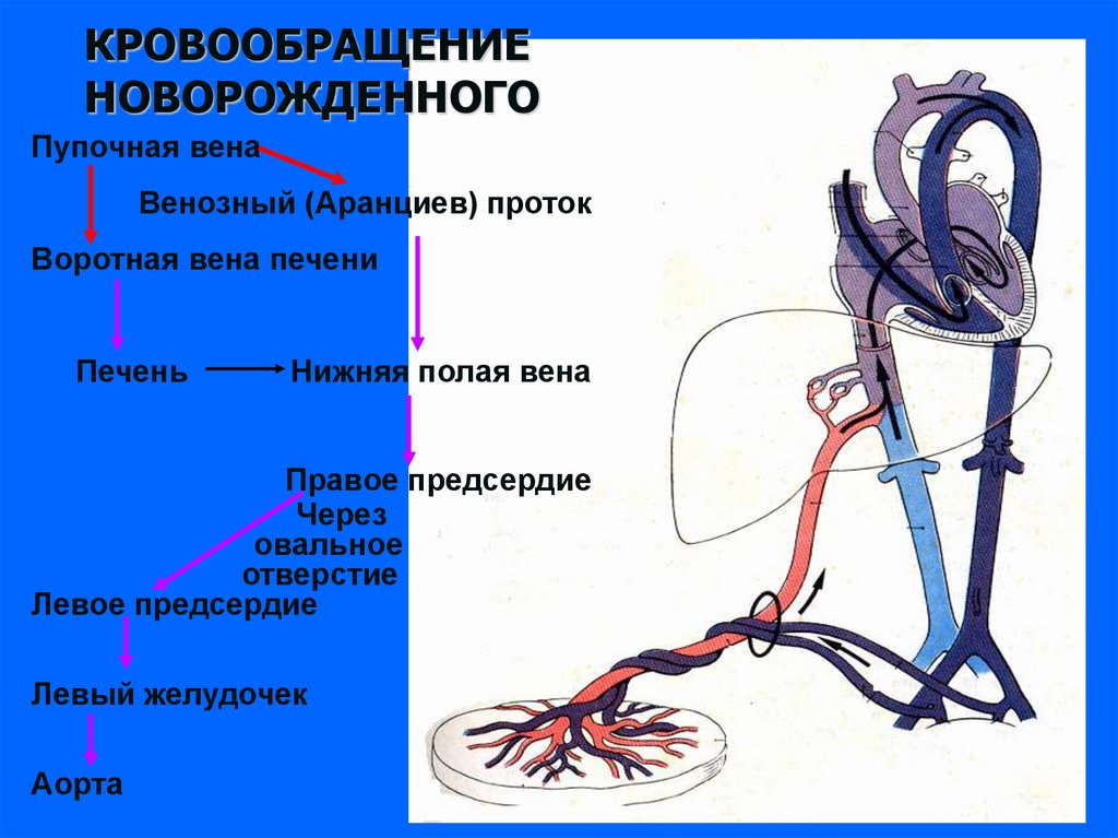 Кавальная компрессия. Венозный аранциев проток. Портокавальные анастомозы печени. Портокавальные анастомозы схема. Кава-кавальный венозный анастомоз.