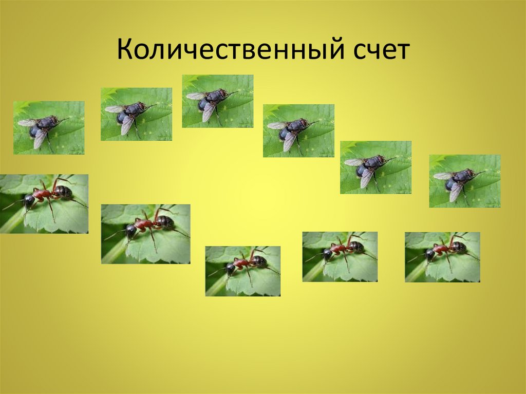 Количественный счет