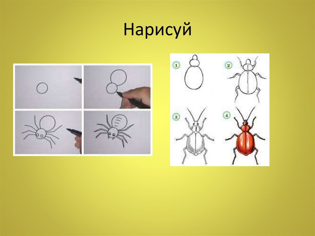 Математика насекомые средняя группа. Математика насекомые средней. Жук раскраска. В гостях у любимого насекомого рисунки.