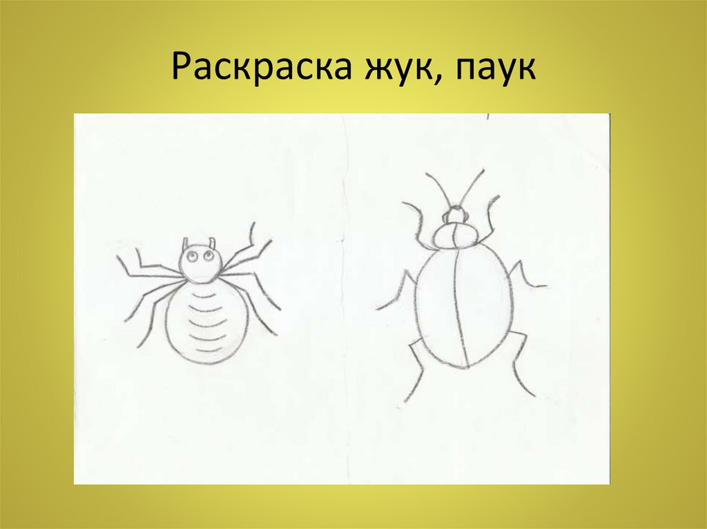 Раскраска жук, паук