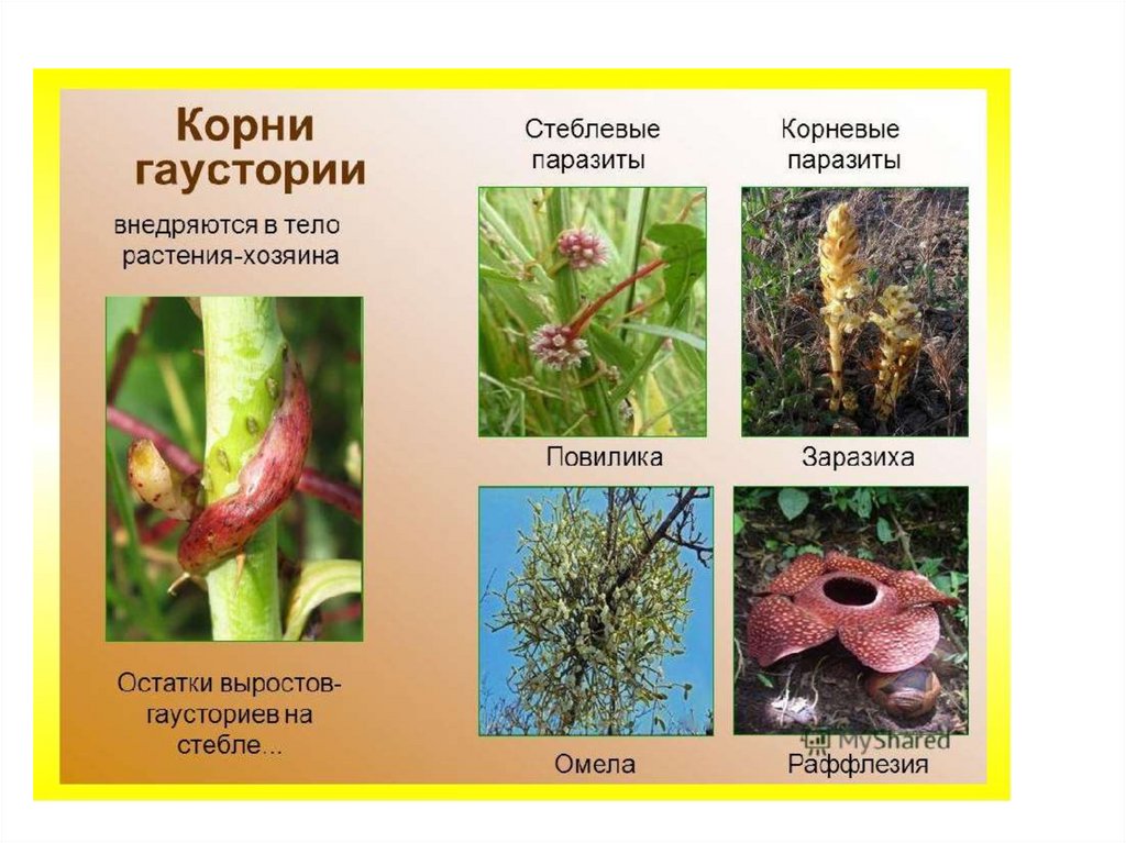 Распределите предложенные растения по группам полупаразиты паразиты. Повилика заразиха омела. Гаустории заразихи. Стеблевые паразиты растения. Повилика, заразиха гаустории.