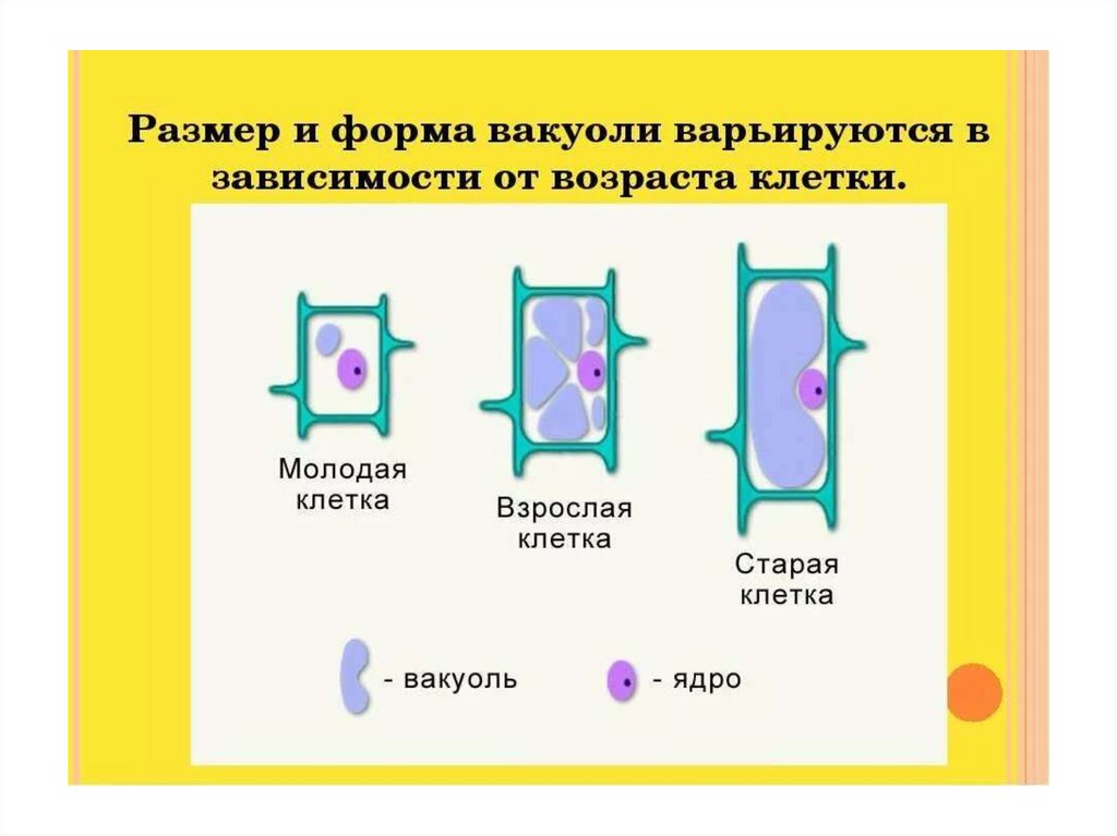 Развитие клетки растения. Старая клетка растения. Возраст клетки. Возраст растительной клетки. Строение молодой и старой клетки растительной клетки.