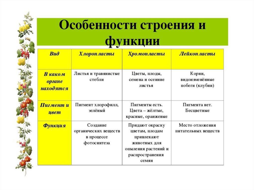 Каков план характеристики растения