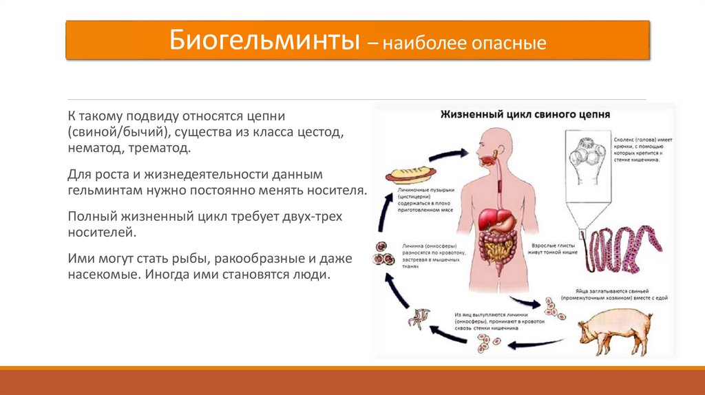 Заражение гельминтами происходит