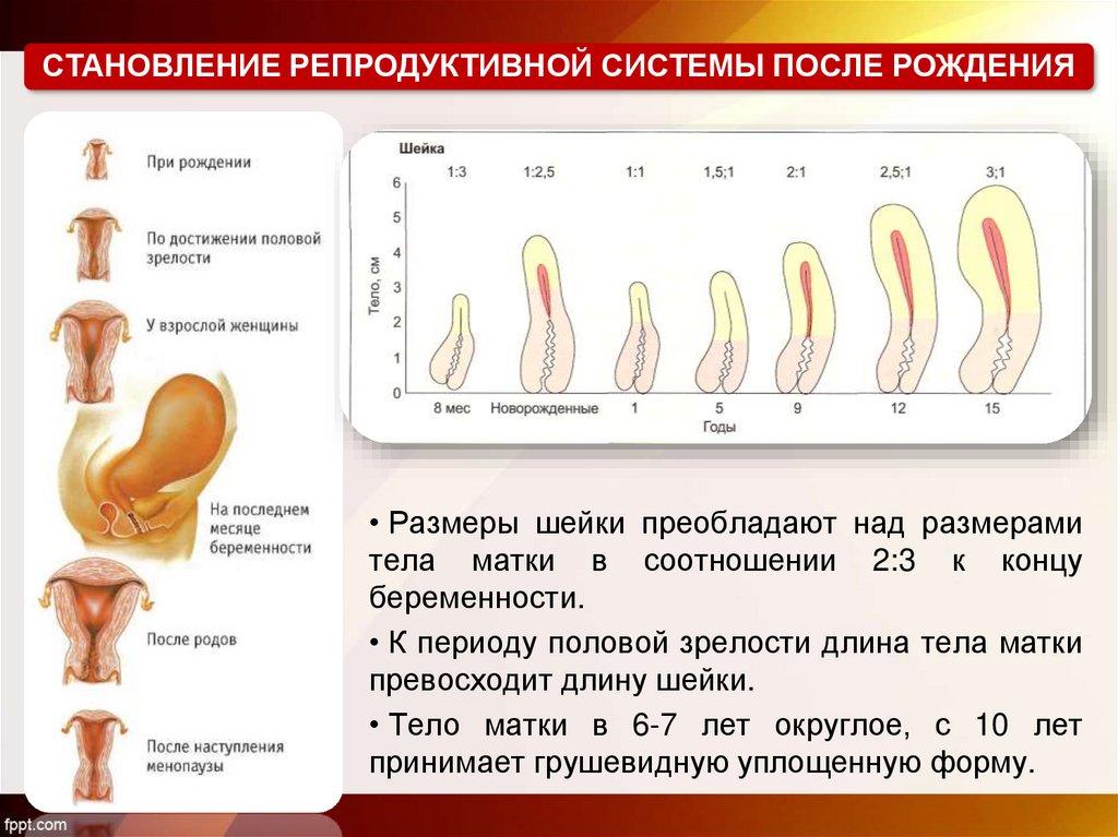 большой клитор - ответов на форуме поселокдемидов.рф ()