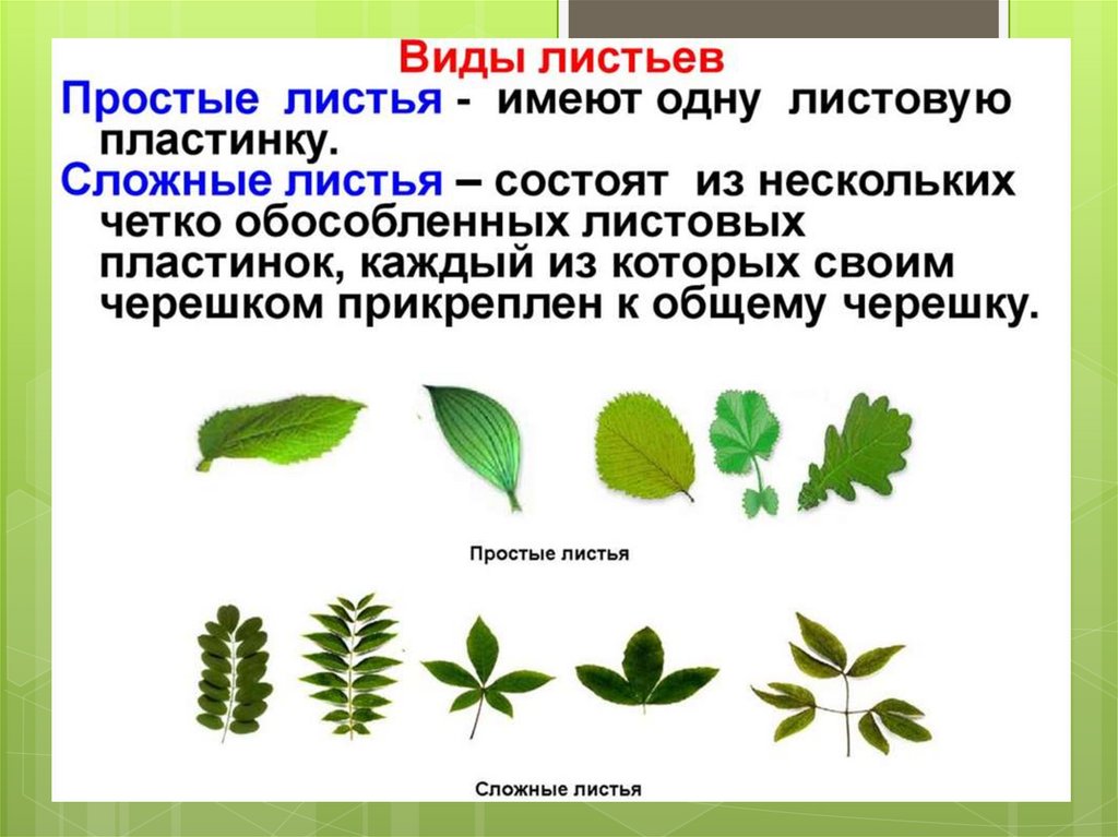 Виды открытых листов. Простые листья имеют. Простой лист состоит. Типы листьев простые и сложные.