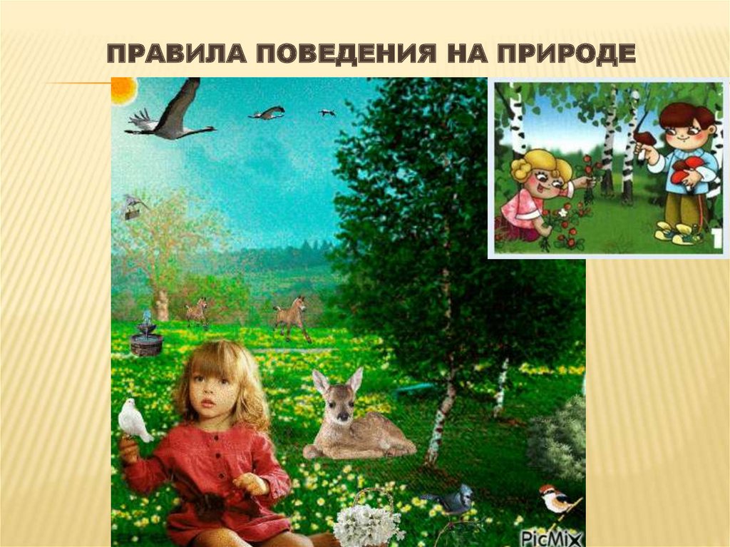 Правила поведения на природе