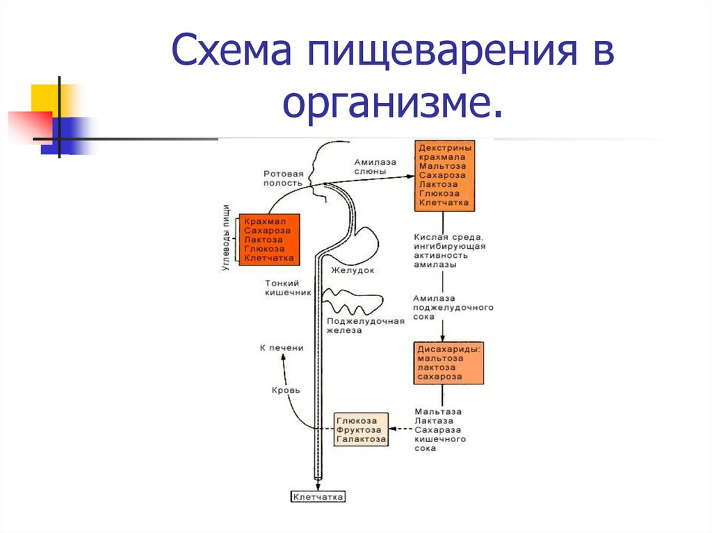 Переваривание липидов в желудке. Общая схема переваривания углеводов. Схема переваривания углеводов в организме человека. Схема переваривания белков в ЖКТ. Схема переваривания сахара в организме.