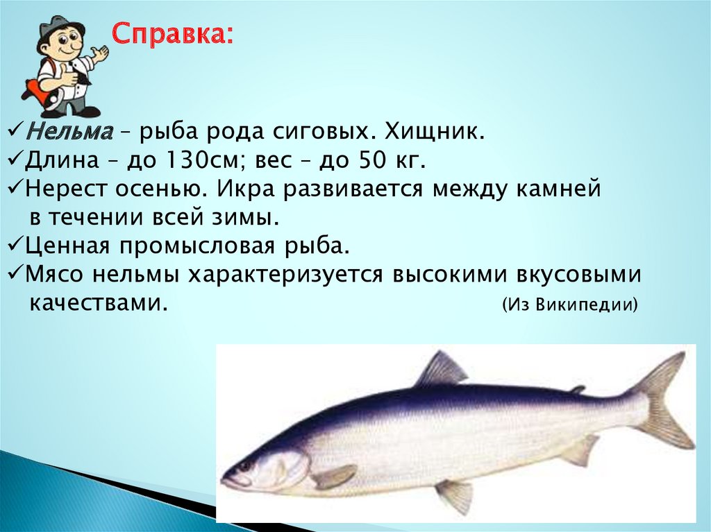 Рыба нельма описание