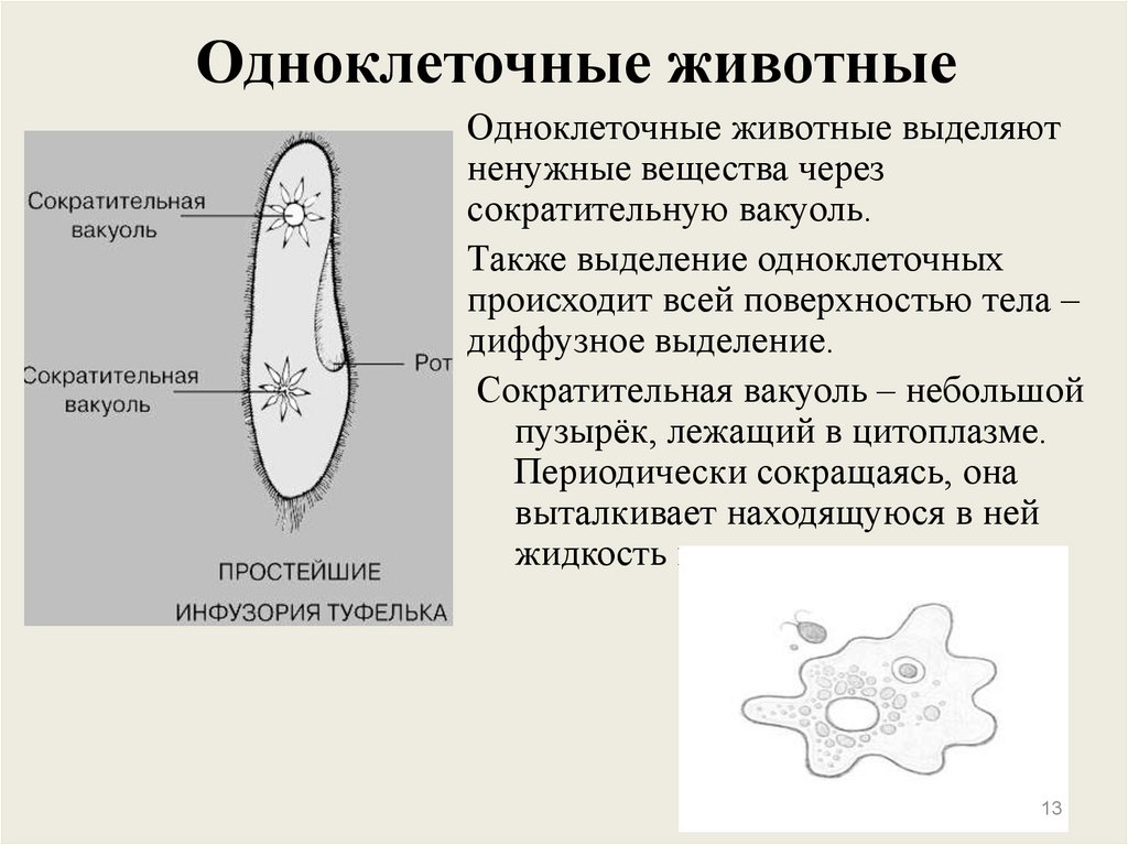 Выделение у растений и животных кратко. Выделение у растений. Рисунок инфузории туфельки. Видео выделение у растений". Механизмы выделения у растений биологический рисунок 6 класс.