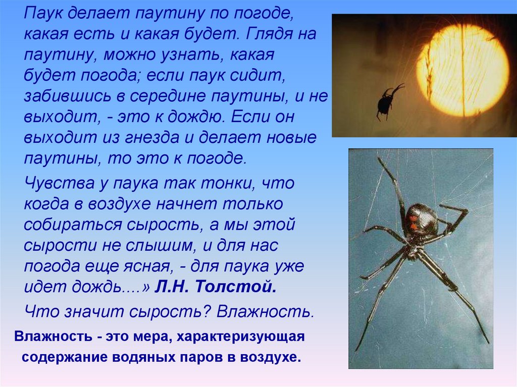Паук видит человека. К чему снятся пауки. Приметы паукообразных. Примета паук спускается. К чему снятся пауки во сне.