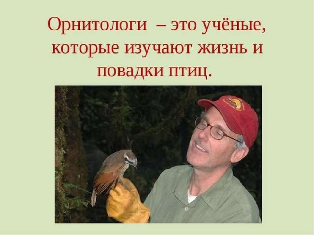 Изучает жизнь птиц. Орнитолог профессия. Орнитология птицы. Ученые изучающие птиц. Арнетоло.