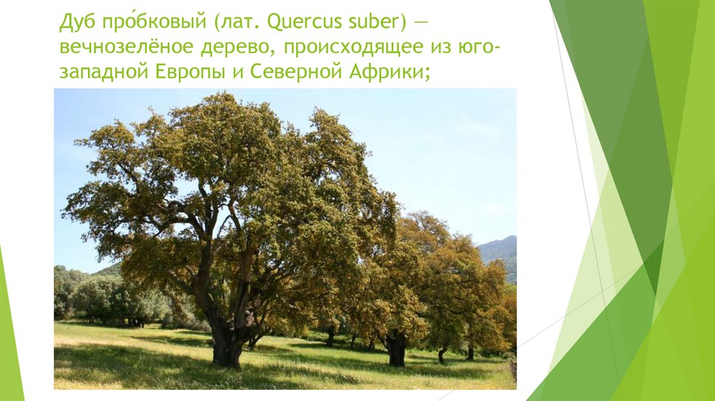 Пробковый дуб (лат. Quercus Suber). Дуб природная зона. Вечнозеленые дубы Африки. Небольшое вечнозеленое дерево.