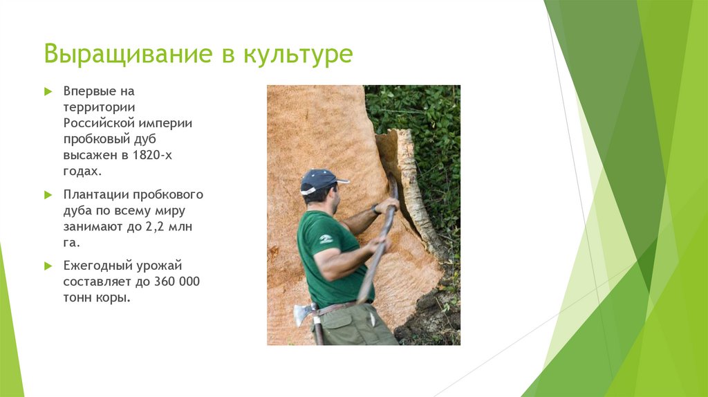 Выращивание в культуре