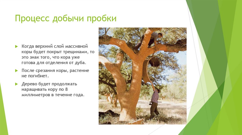 Процесс добычи пробки