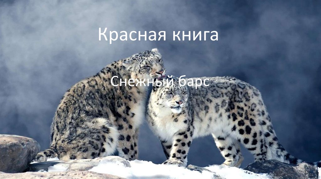 Снежный барс - презентация онлайн