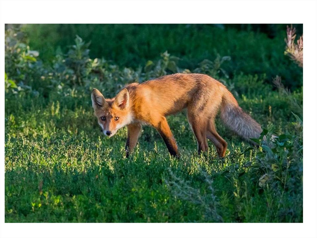 Дикие животные смоленской области фото с названиями