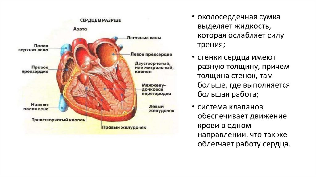 В левое предсердие открываются. Сердце желудочки и предсердия клапаны. Предсердие функции строение. Особенности строения левого предсердия. Строение сердца правое и левое предсердие.