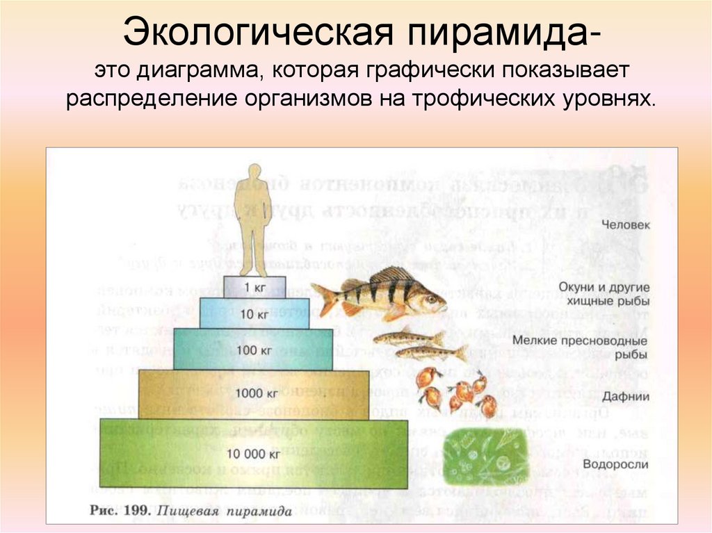 Стрелками на рисунке указано на всех показателей численности биомассы энергии с трофического уровня