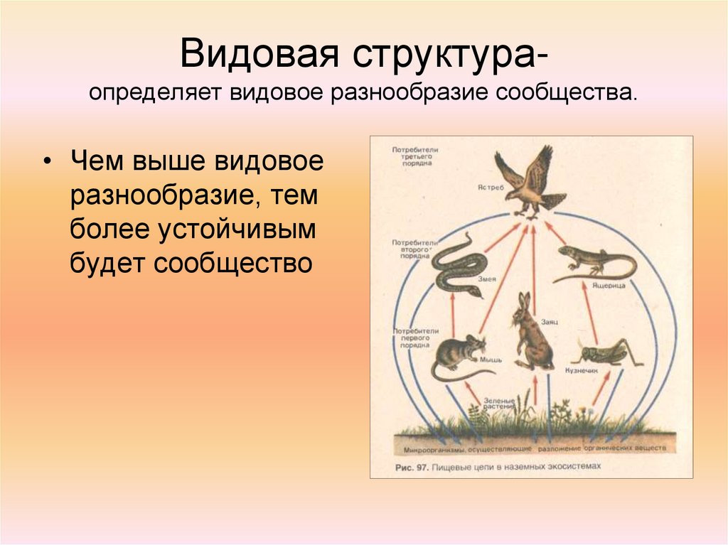 Рисунок 85 упрощенно передает структуру двух типов сообществ относящихся к наземной и водной