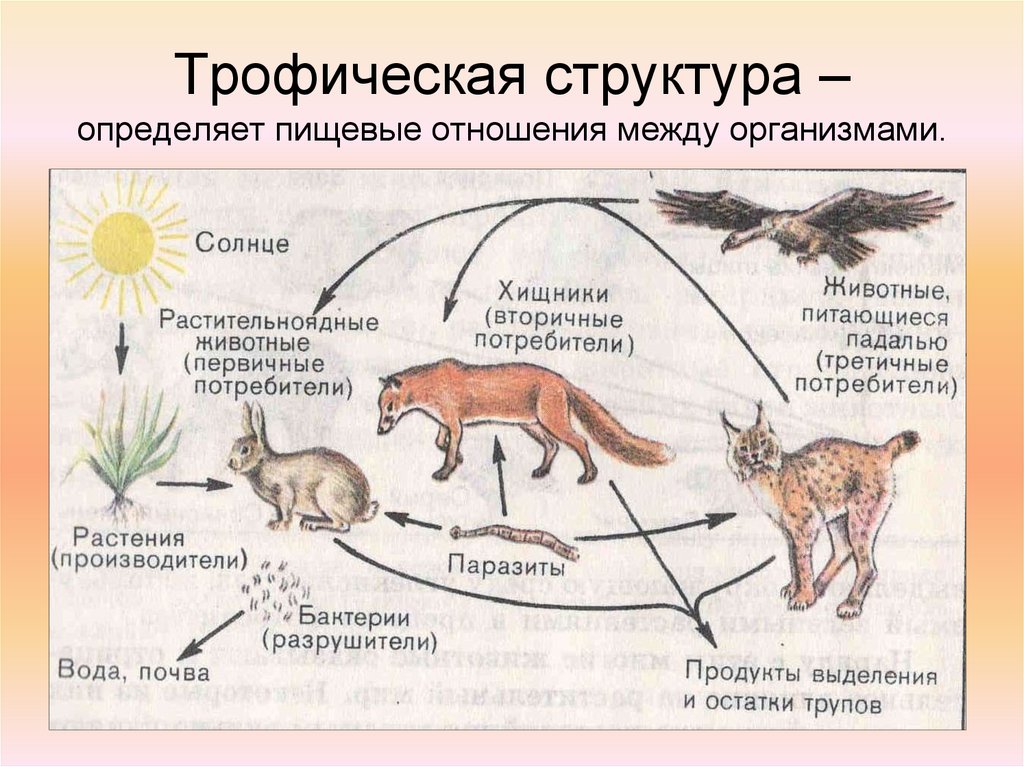 Трофическая структура экосистемы презентация