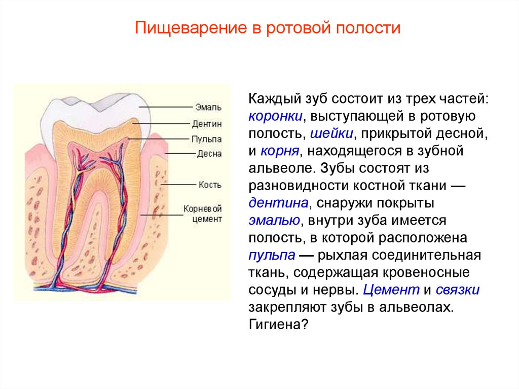 Классы полости рта. Пищеварительная система человека зубы. Пищеварительная система строение зубов. Строение полости рта пищеварение в полости. Пищеварение в ротовой полости строение и функции зубов.