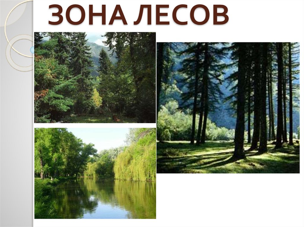Лесные зоны воды. Зона лесов. Лесные зоны России. Зона лесов 4 класс. Зона лесов презентация география.