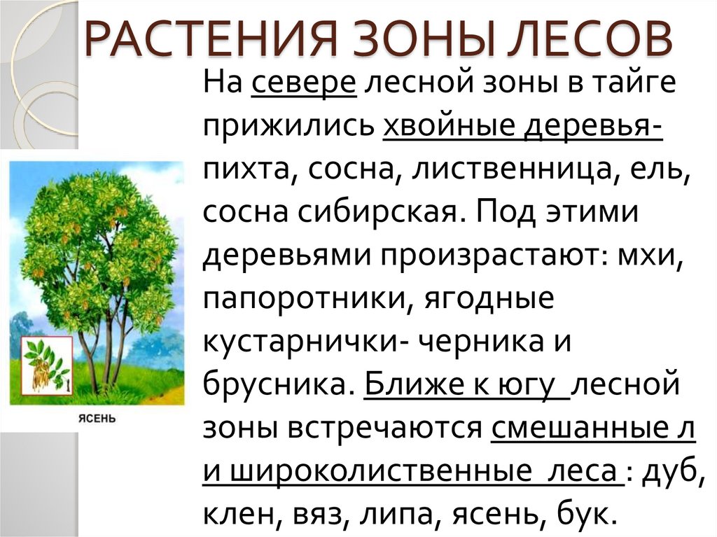 Лесные зоны кратко 8 класс. Ветра в зоне лесов. Лесная зона Украины.