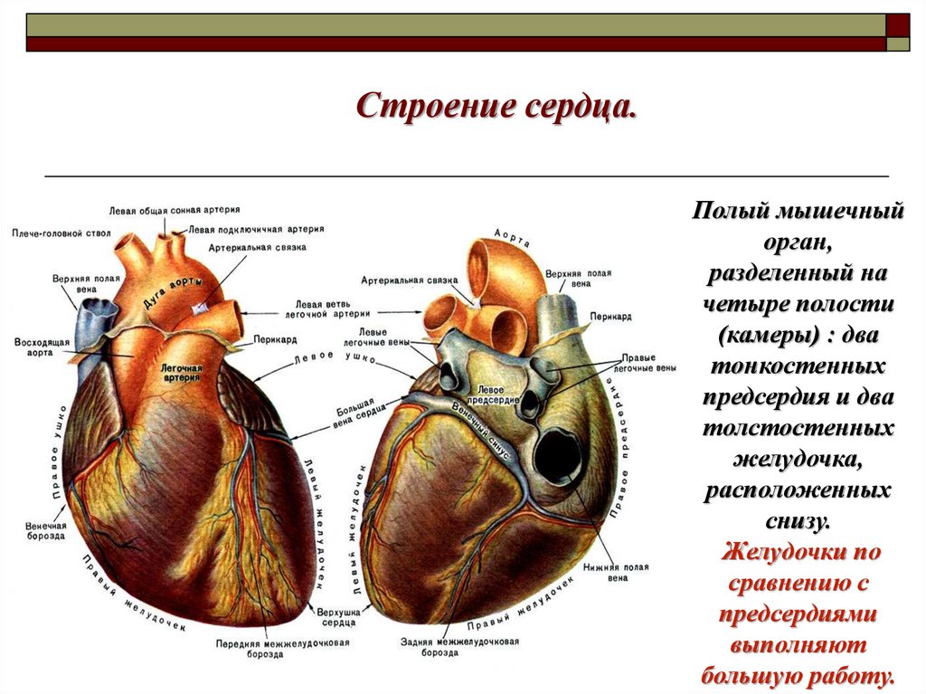 Камеры сердца. Строение сердца (камеры, крупные сосудистые стволы и т.д.). Структурные компоненты сердца вид спереди. Сердце вид спереди и сзади. Строение и работа сердца.