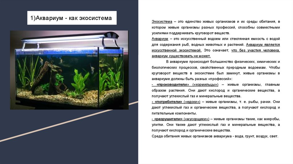 Определите какие организмы живут в аквариуме лабораторная. Аквариум искусственная экосистема. Аквариум модель экосистемы. Аквариум как экосистема. Моделирование: экосистема аквариума.