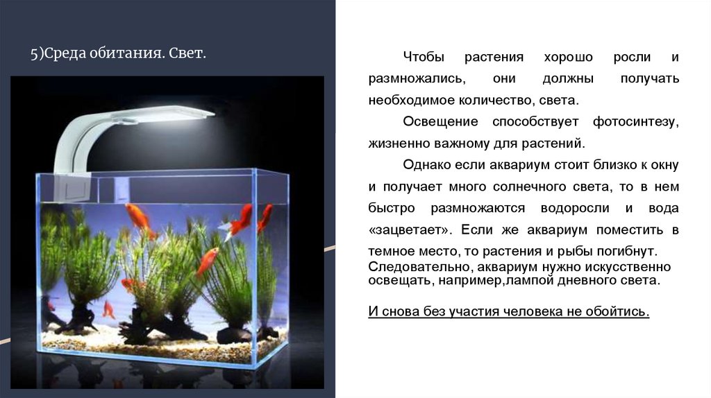 Комнатный аквариум модель экосистемы. Моделирование: экосистема аквариума. Комнатный аквариум как модель экосистемы проект. Аквариум как искусственное сообщество.