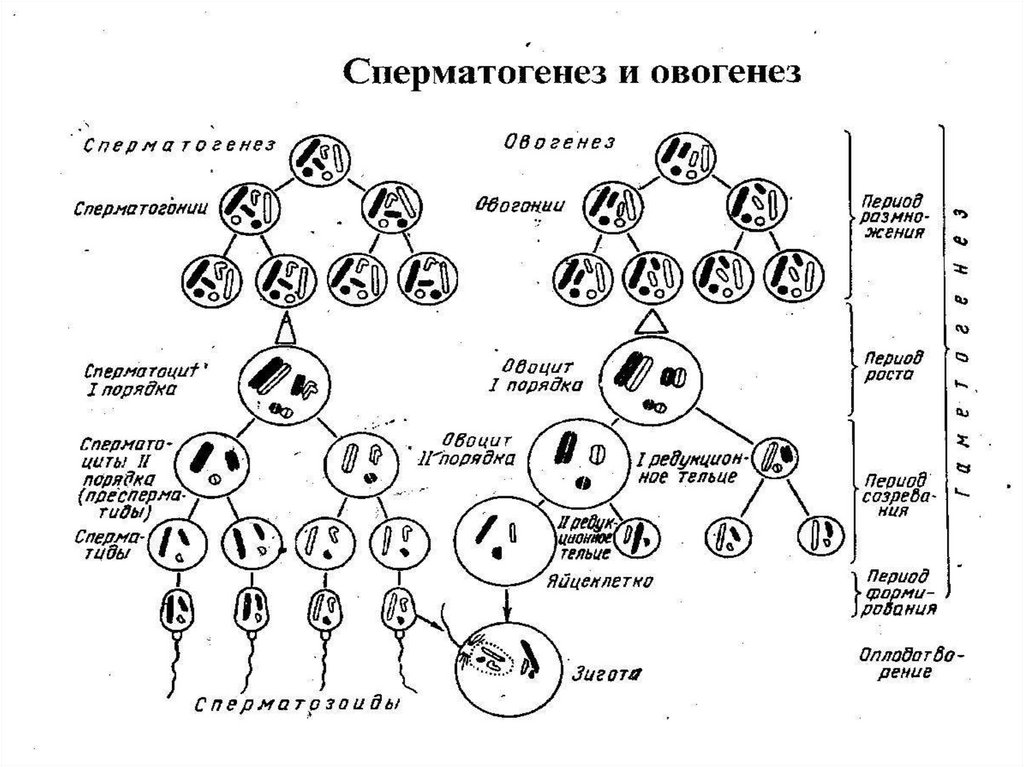Описание сперматогенеза. Периоды сперматогенеза и овогенеза. Схема основных этапов сперматогенеза и овогенеза. Фазы овогенеза схема. Схема сперматогенеза и овогенеза.